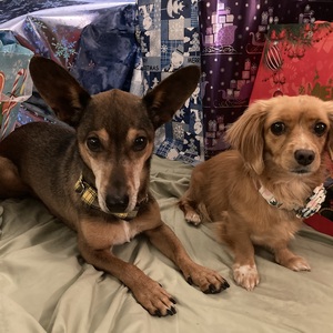 Fundraising Page: Rhymney Weidner